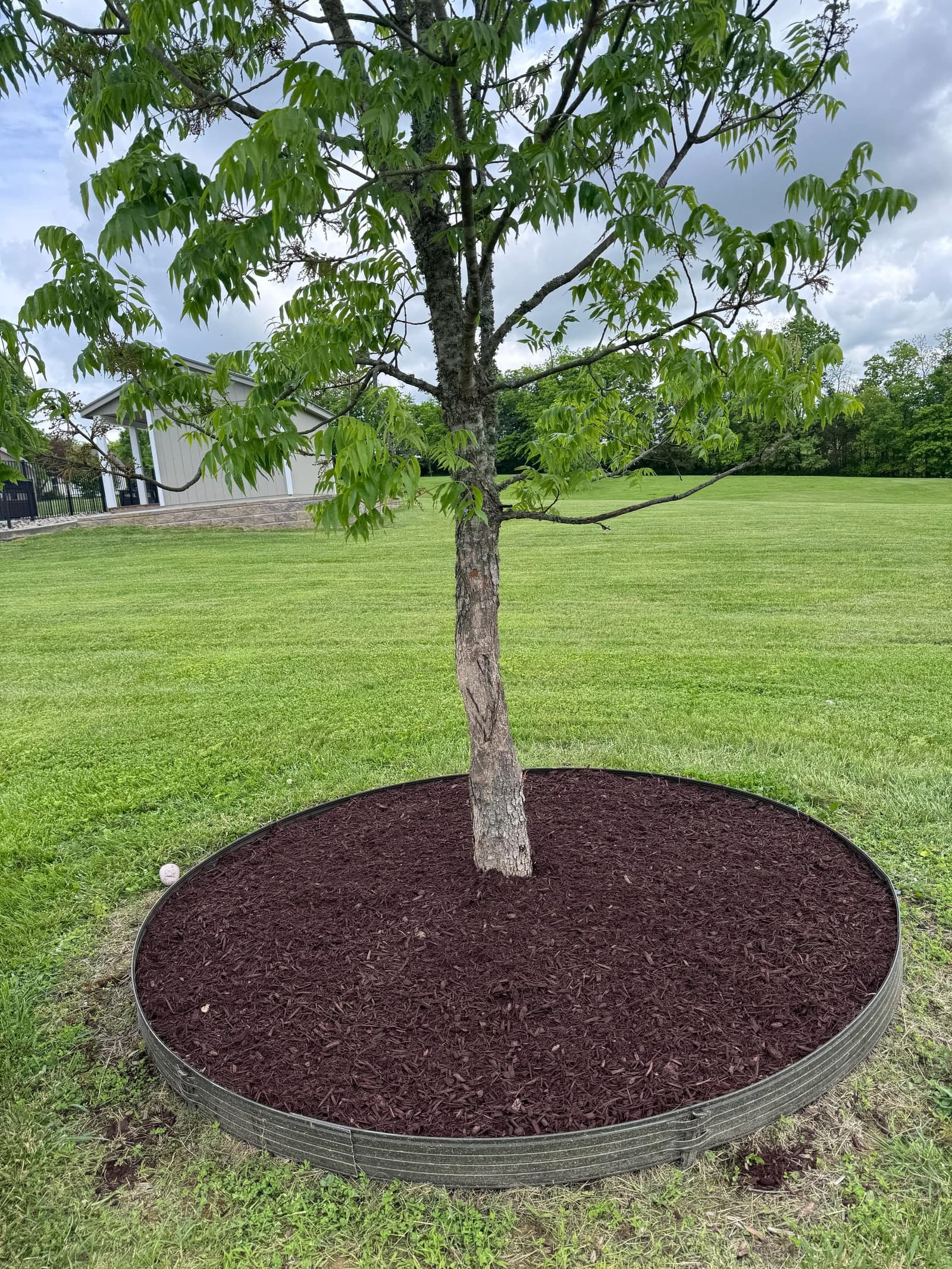 Freshly mowed lawn with mowing stripes around a tree set in a round mulch bed