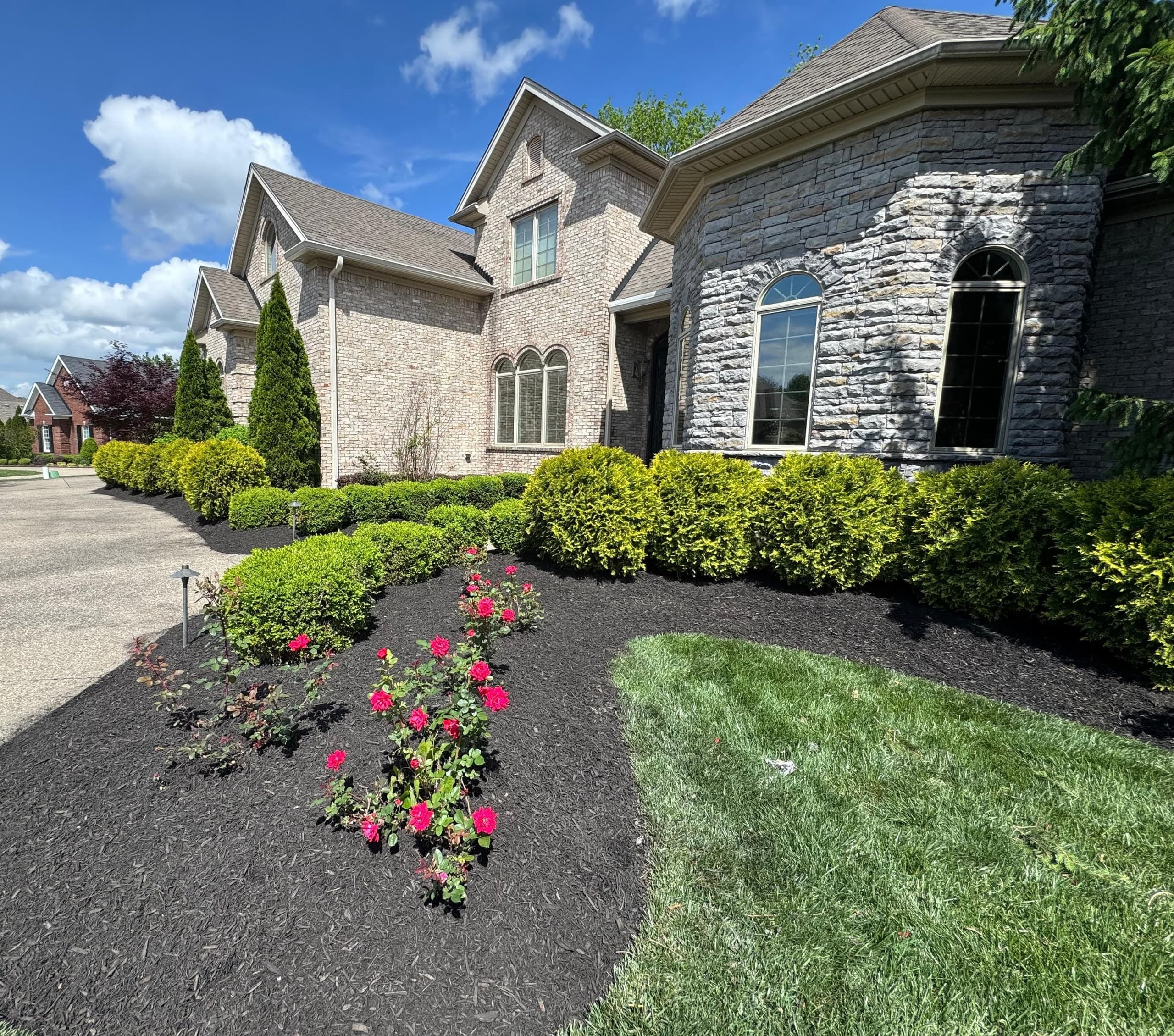 Brick and stone home with rounded shrubs and a black mulch island planted with red roses beside a trimmed lawn