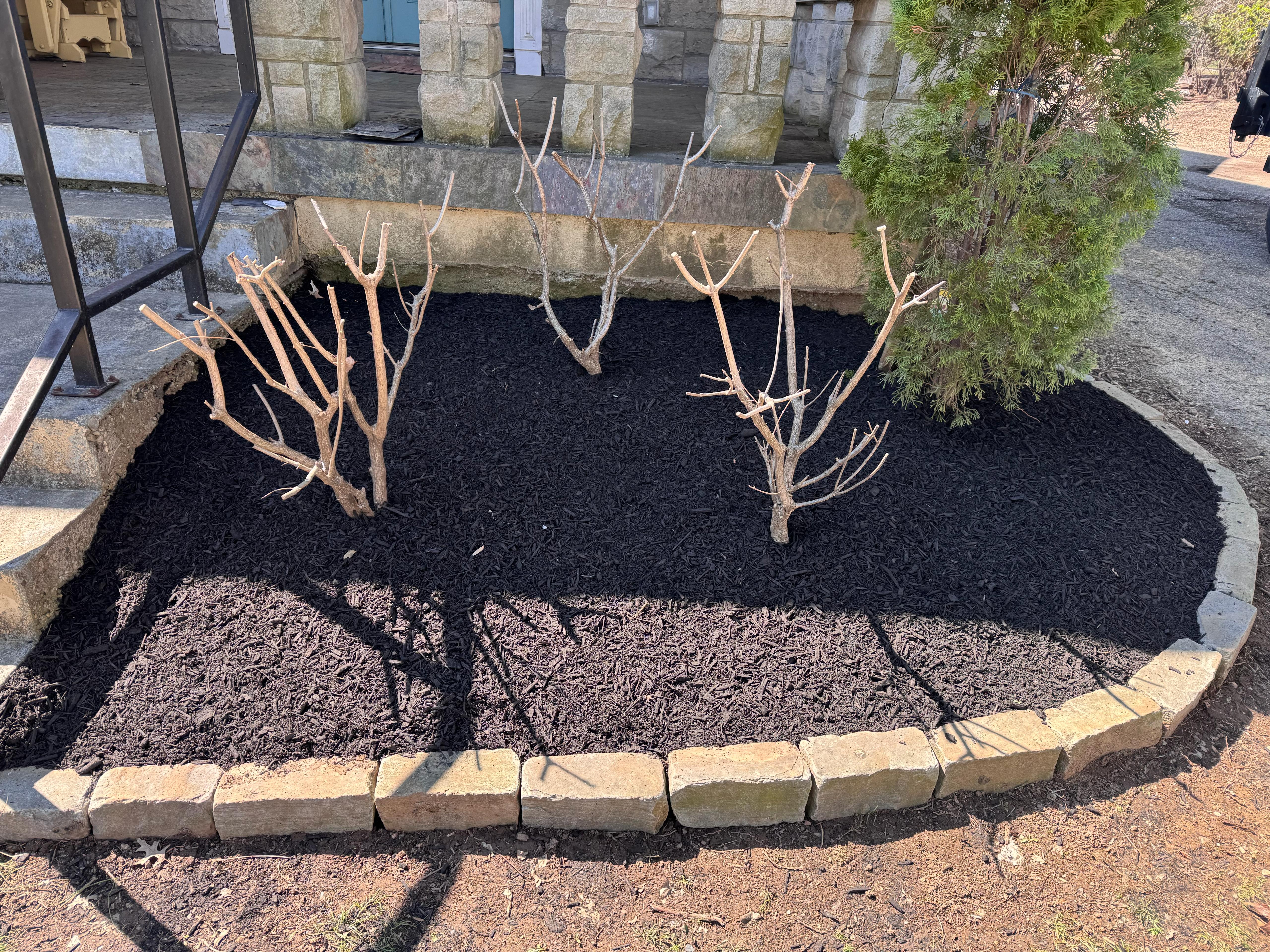 Mulch bed with shrubs