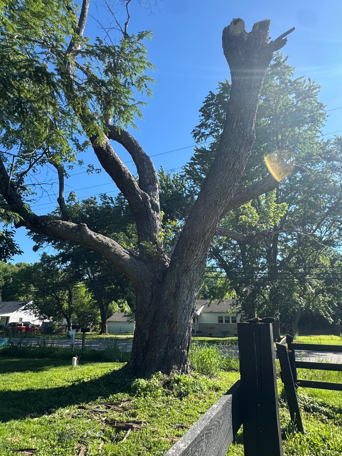 Tree trimming project